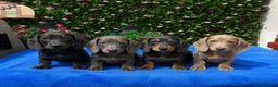 Miniature Dachshund dogs for sale: 🌈 BEAUTIFUL “RAINBOW” DACHSHUND LITTER 🌈 - Advert 3