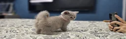 British Shorthair cats for sale:  *READY TO GO* beautiful British shorthair/ long - Advert 5