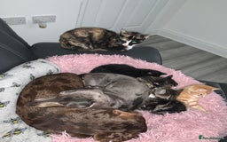 Mixed Breed cats for sale: 1 ginger male and 1 black male - Image 1