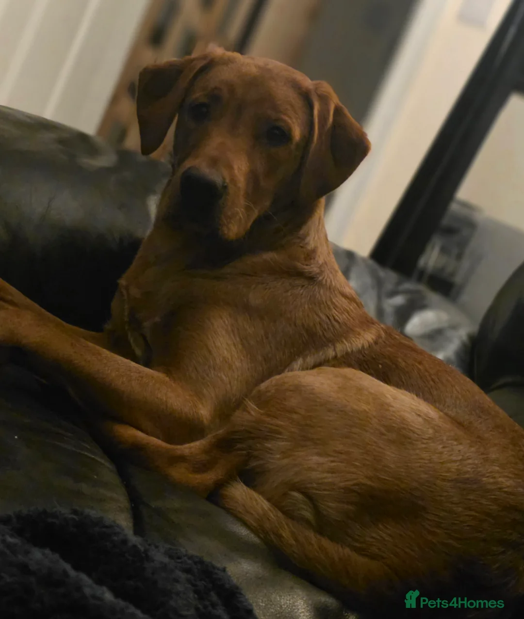Labrador Retriever dogs for sale: Fox red lab - Advert 1
