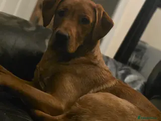 Labrador Retriever dogs Fox red lab - Advert 1