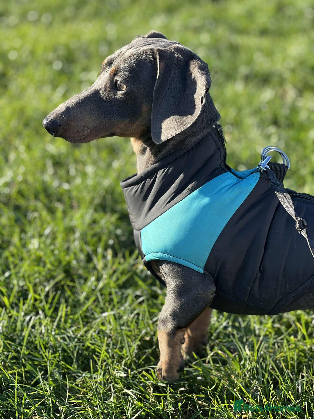 Miniature Dachshund dogs for sale: Miniature Dachshund  - Advert 2