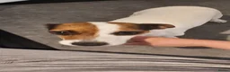 Jack Chi dogs for sale: Jackie chi puppies  - Advert 12