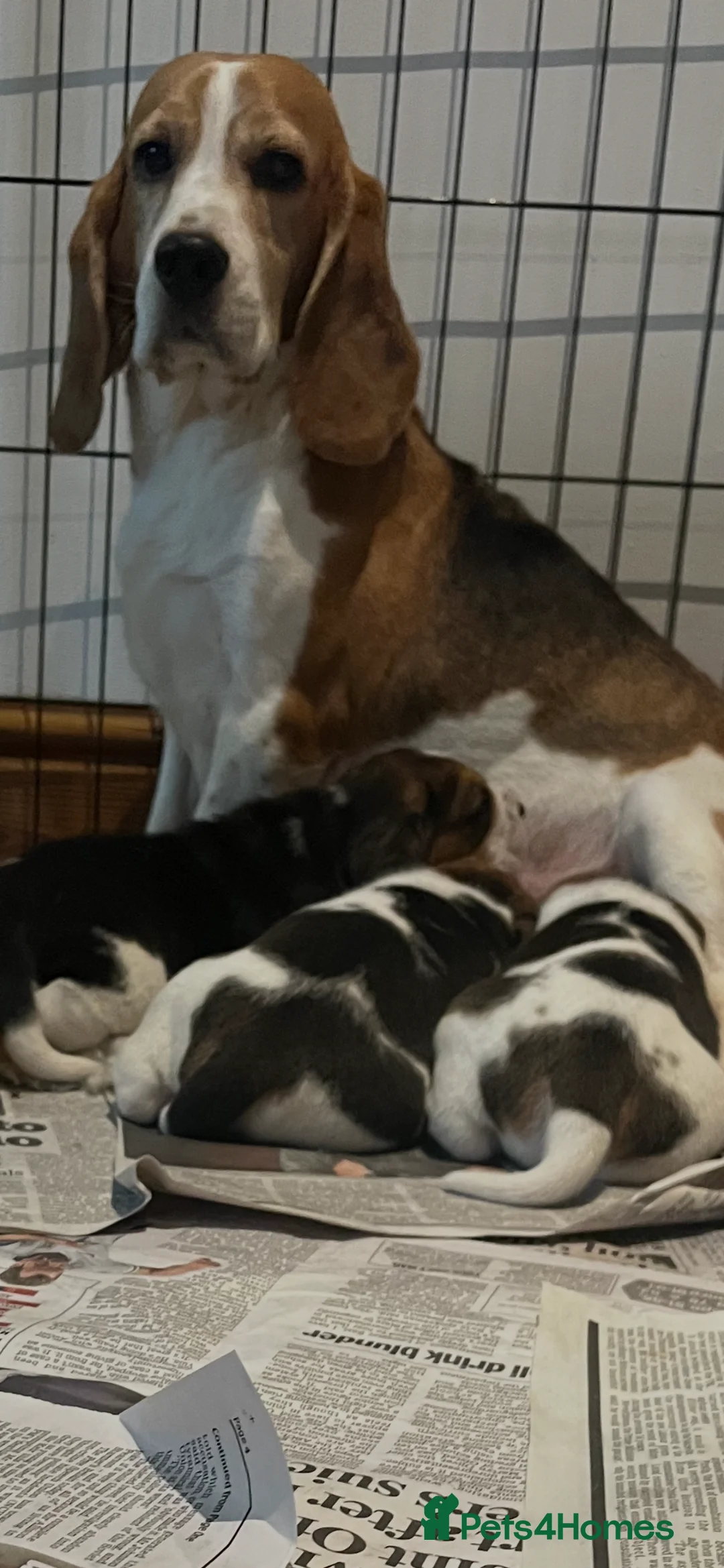Beagle dogs for sale: Absolutely Stunning Puppies (KC reg) - Advert 9