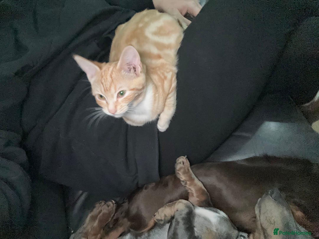 Ragdoll cats for sale: male kitten ragdoll cross bengal x  - Advert 7