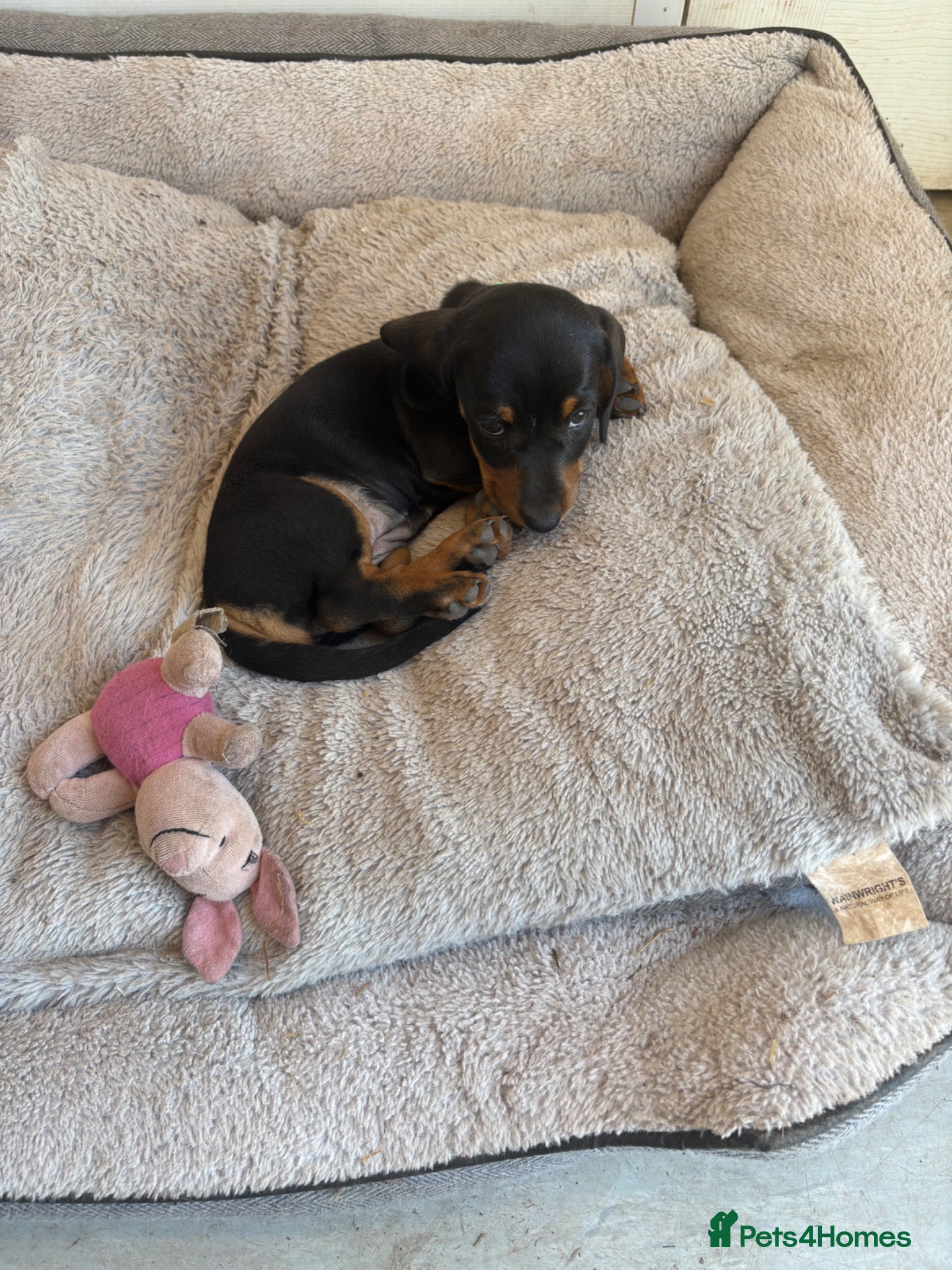 Miniature Dachshund dogs Miniature dashund for sale.  - Advert 4