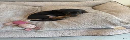 Miniature Dachshund dogs for sale: Miniature dashund for sale.  - Advert 1