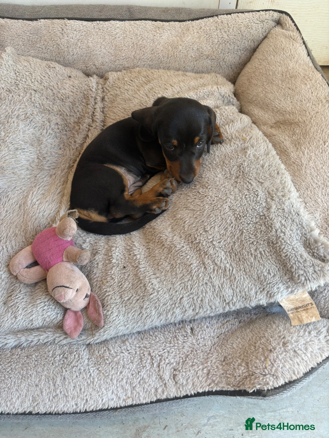 Miniature Dachshund dogs for sale: Miniature dashund for sale.  - Advert 1