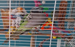 Parakeets birds for sale: Derbyan Parakeets for sale - Image 6