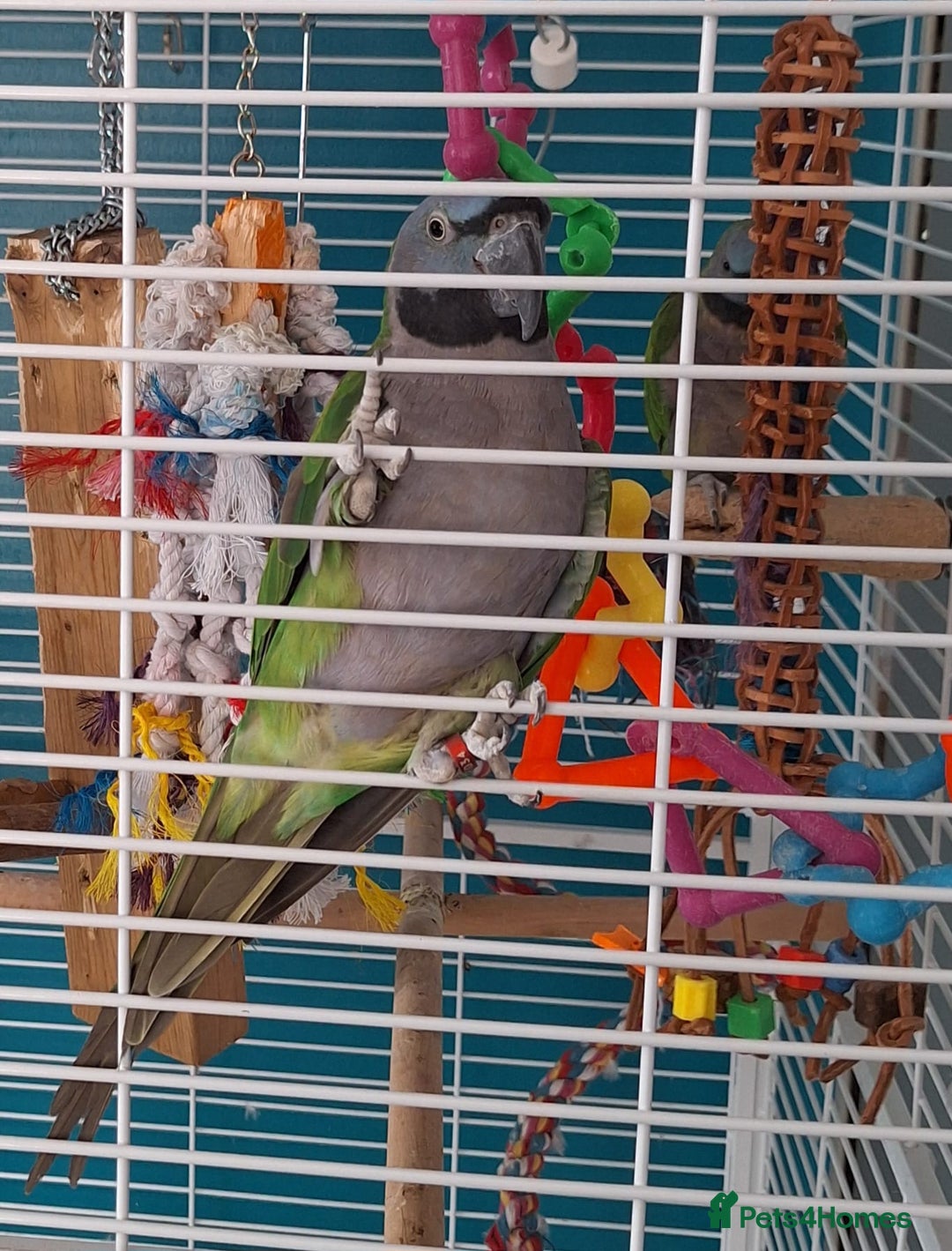 Parakeets birds for sale: Derbyan Parakeets for sale - Image 6