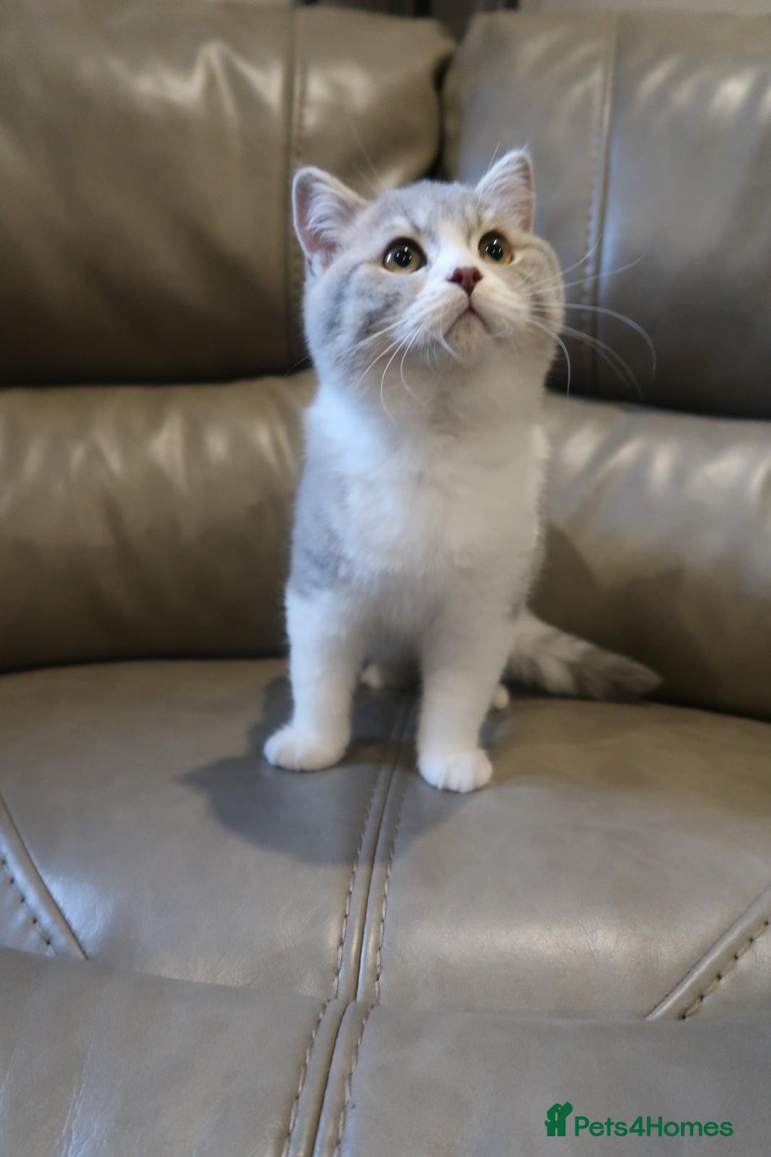 British Shorthair cats for sale: Purebred blue/White British Shorthair Kittens - Image 4