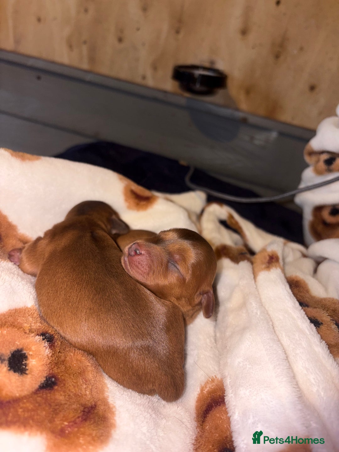 Mixed Breed dogs for sale: ❣️ beautiful Puppie’s ❣️ - Image 23