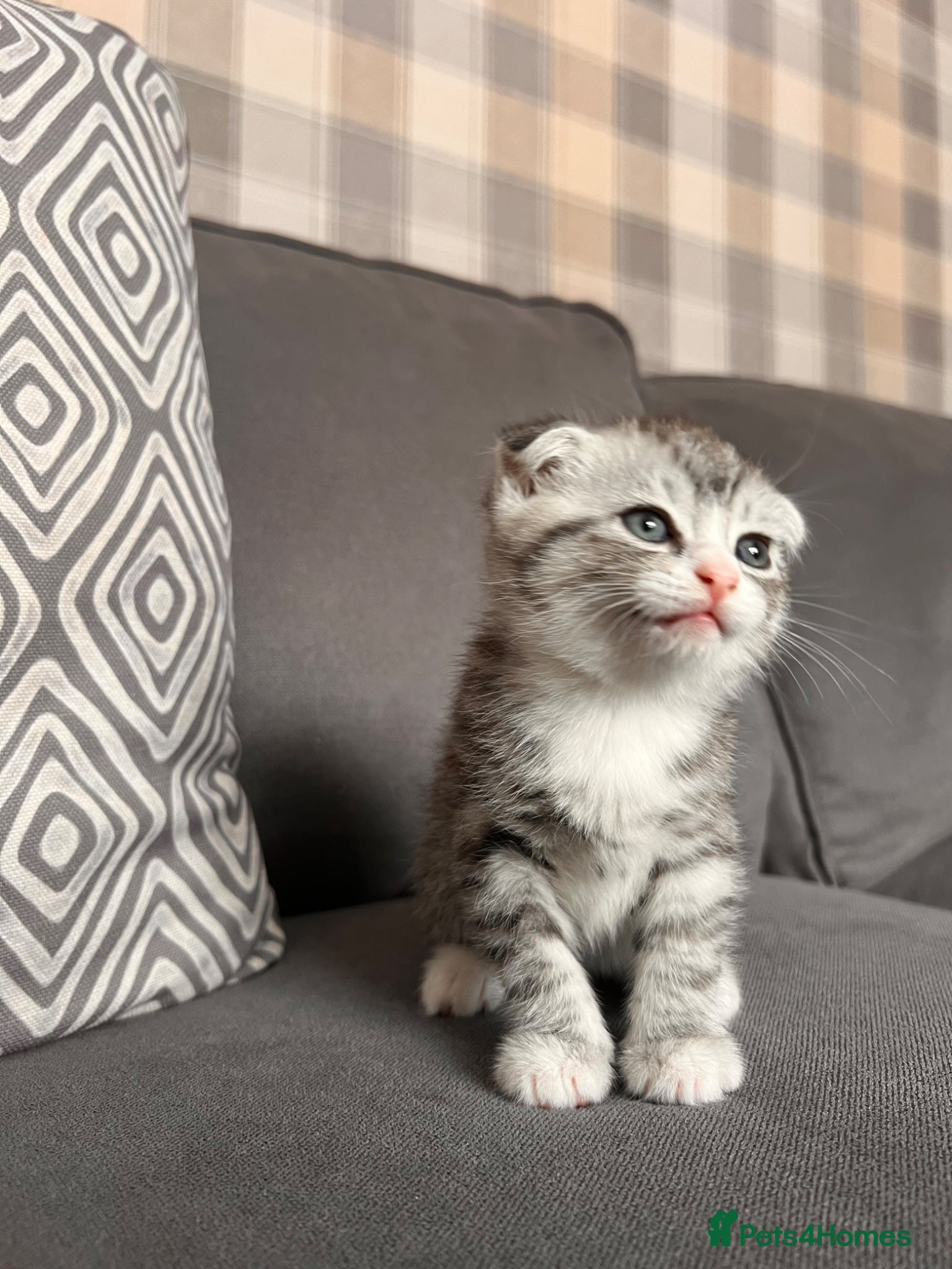 Scottish Fold cats for sale: Scottish and brittish kittens in Wigston - Advert 29