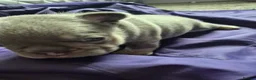 French Bulldog dogs for sale: French Bulldog Puppies in Nelson - Advert 16
