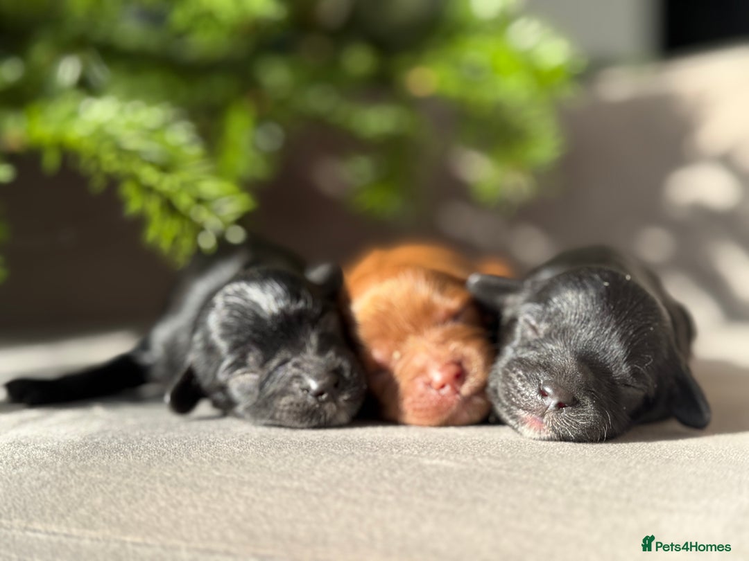 Cavapoo dogs for sale: 🧸teddy bear cavapoos 🧸 - Advert 9