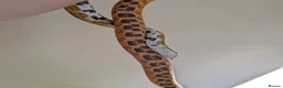 Corn Snake reptiles for sale: Corn Snake & Vivarium - 4 years old in Heanor - Advert 3