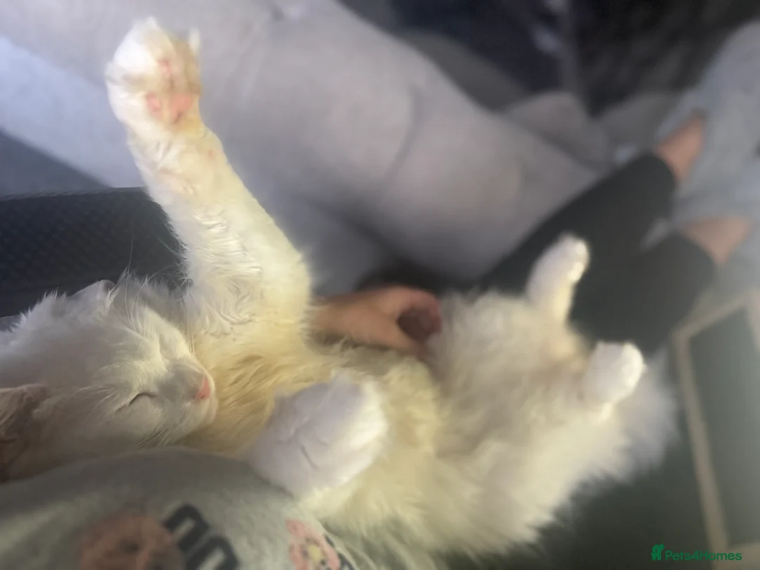 Maine Coon cats for stud: Pure white mainecoon stud with ice blue eyes in Chepstow - Advert 7