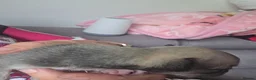 Chihuahua dogs for sale: 2 female pups - Advert 16