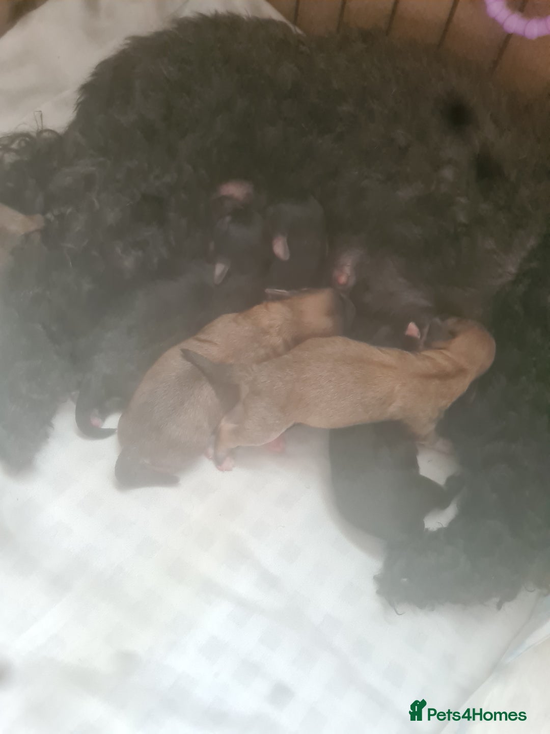 Mixed Breed dogs for sale: Stunning maltipoos  - Advert 16