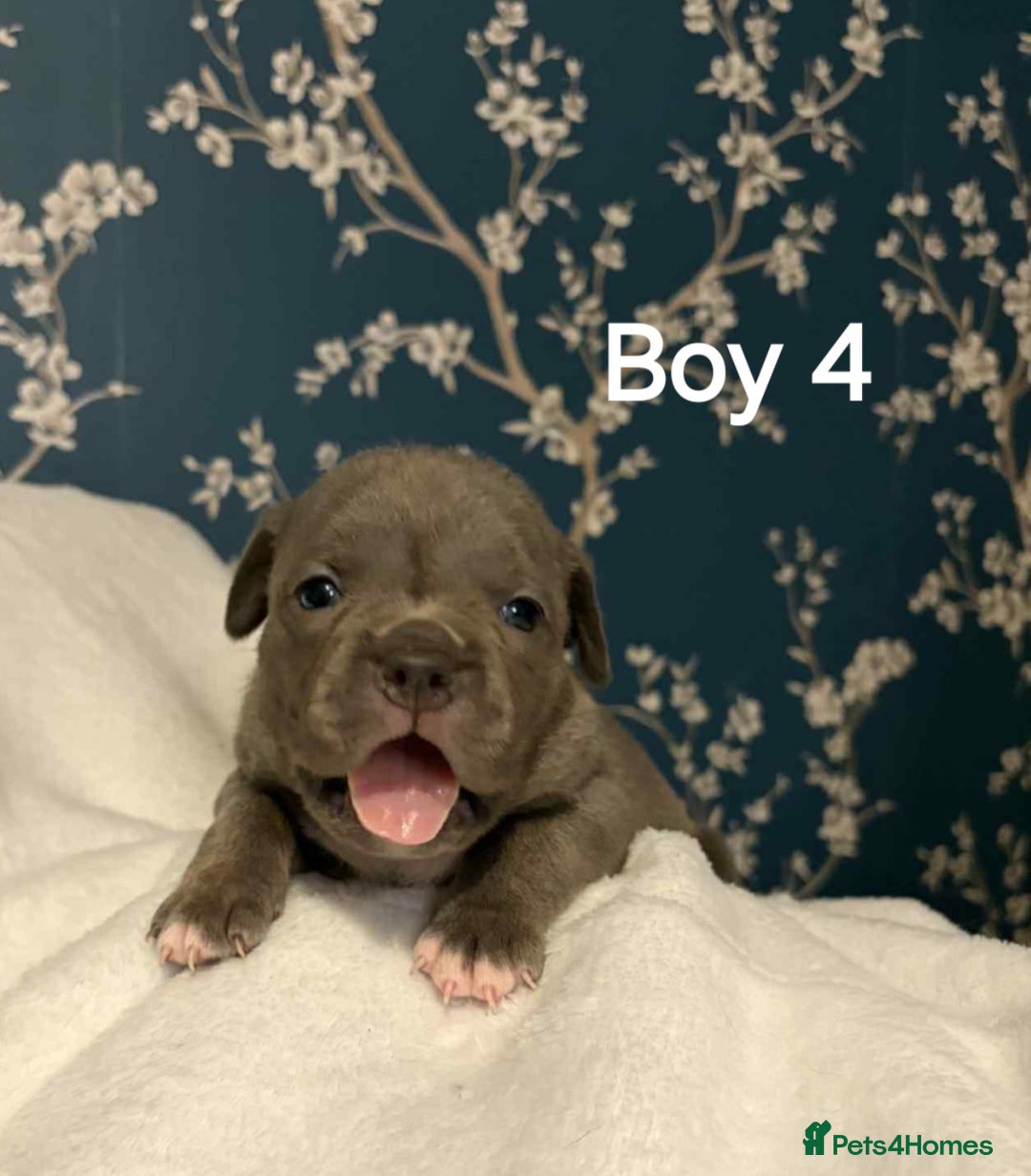 American Bully dogs for sale: Pocket bully - Advert 9