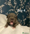 American Bully boy 4