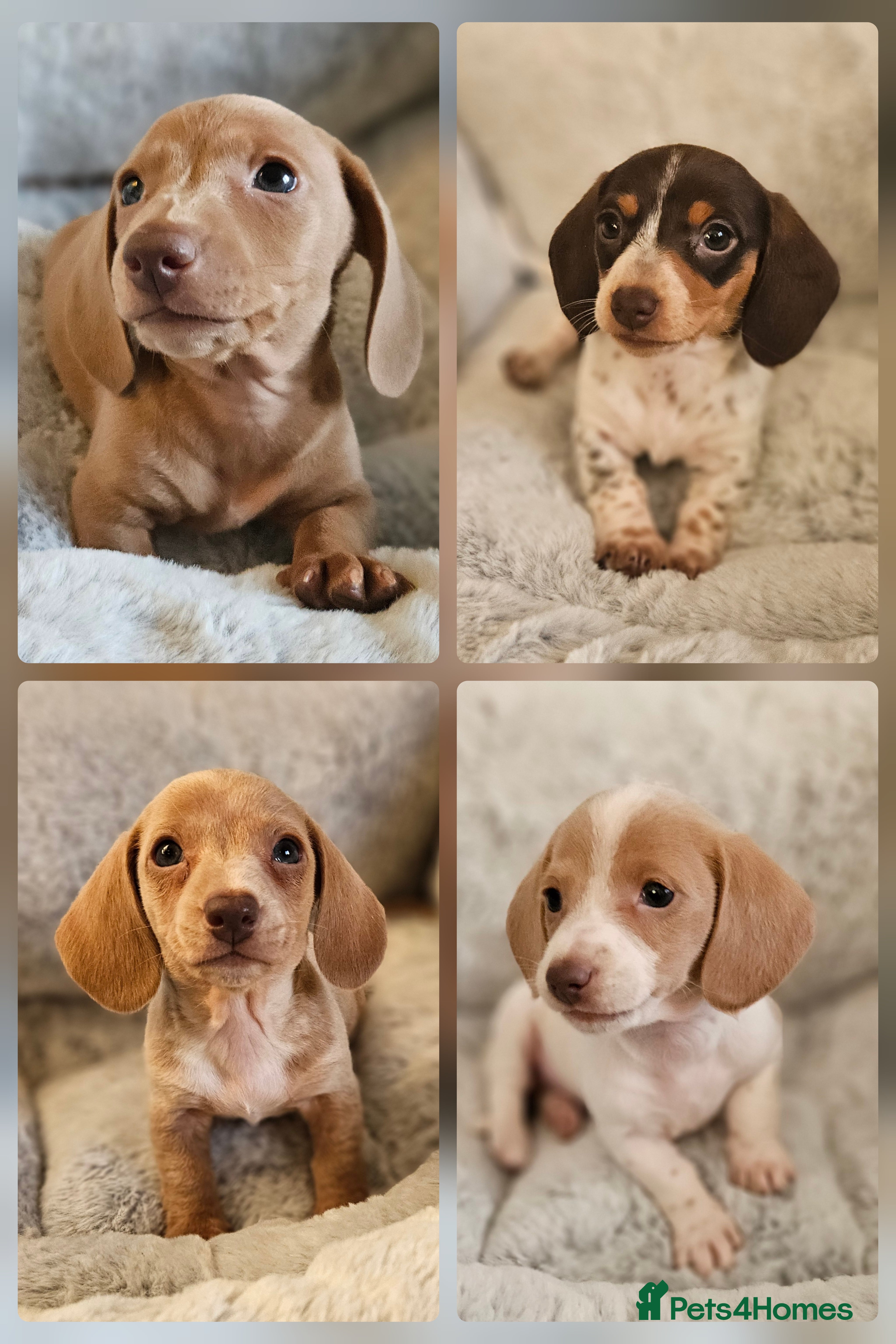 Miniature Dachshund dogs Ready to leave now kc miniature Dachshund puppies  - Advert 1