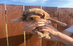 Cockapoo dogs for sale: Stunning F1B Cockapoo puppies - Image 3