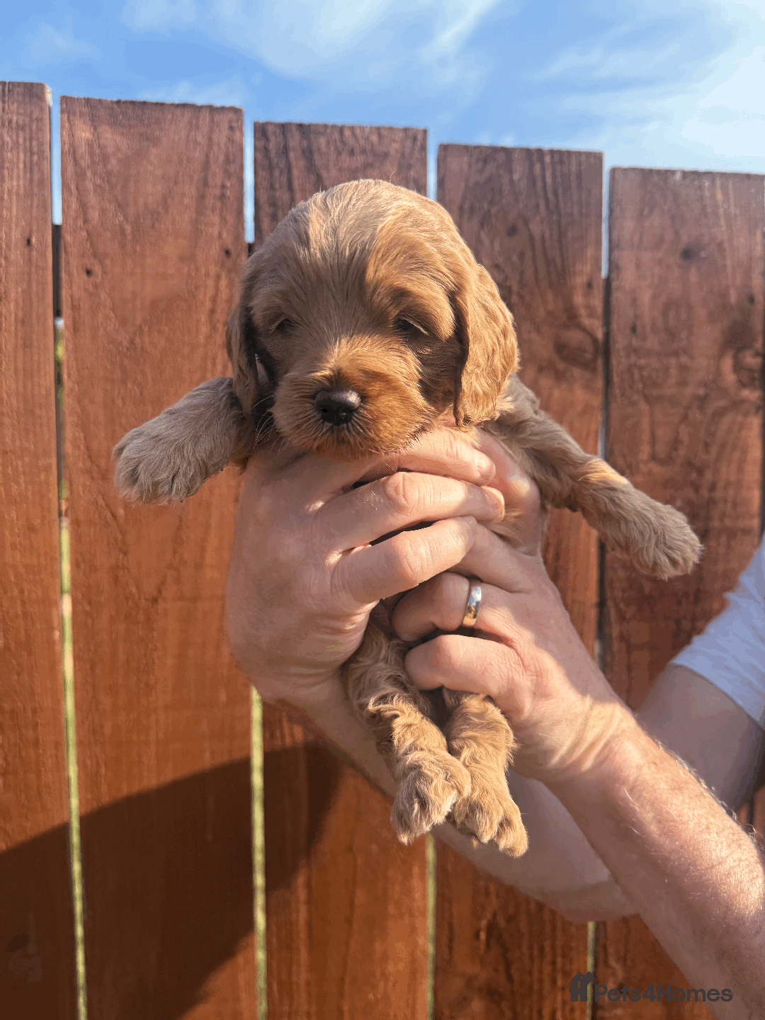 Cockapoo dogs for sale: Stunning F1B Cockapoo puppies - Image 3