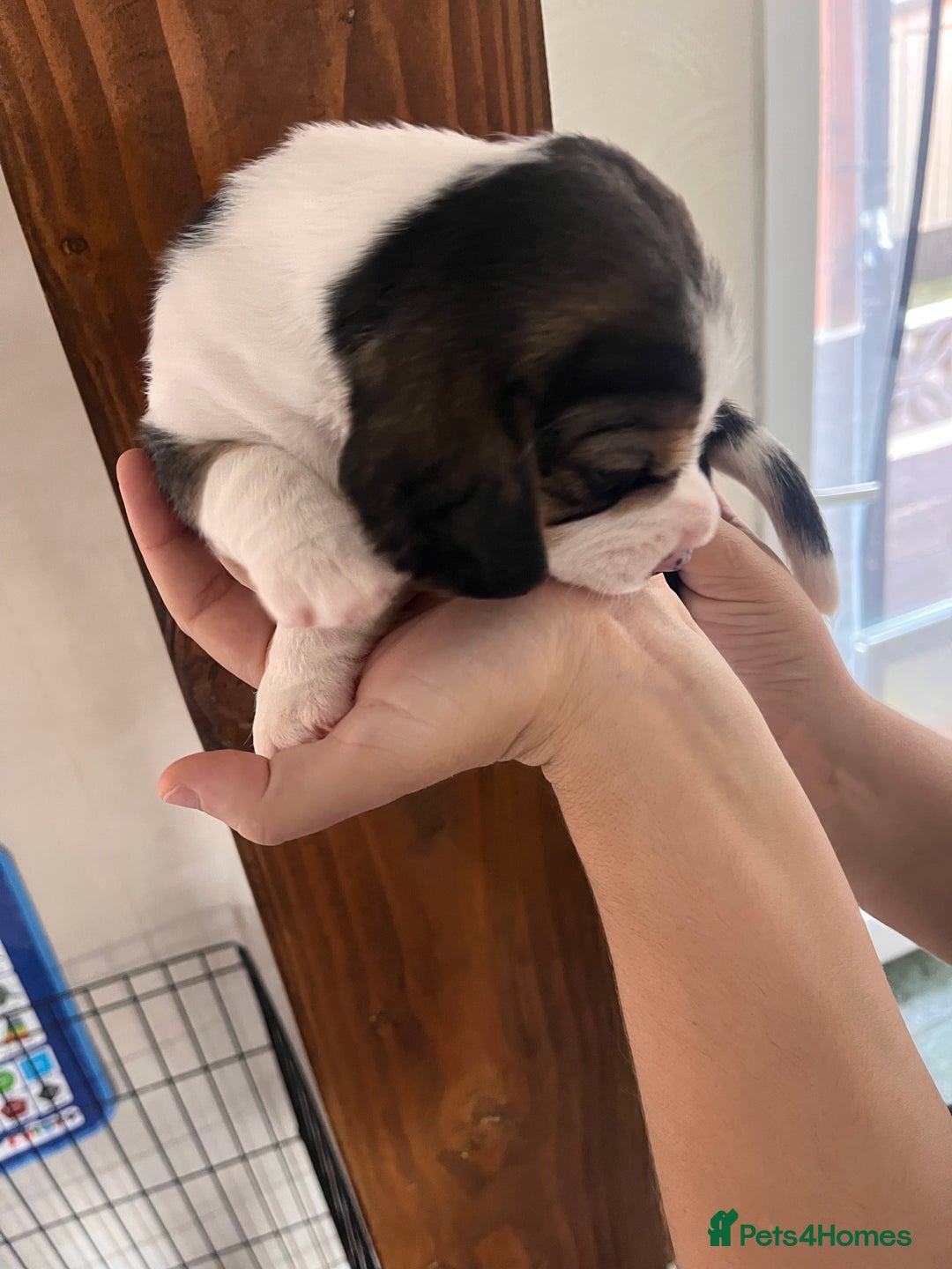 Beagle dogs for sale: Gorgeous beagles KC registered  - Image 13