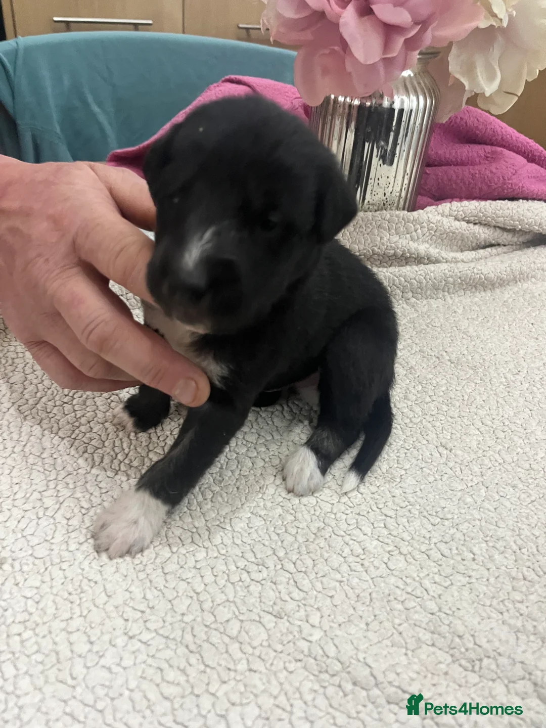 Bedlington Terrier dogs for sale: Beautiful Bedy/whippet Pups in Halstead - Advert 11