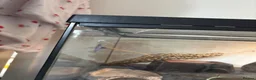 Leopard Gecko reptiles for sale: Leopard gecko  - Advert 2