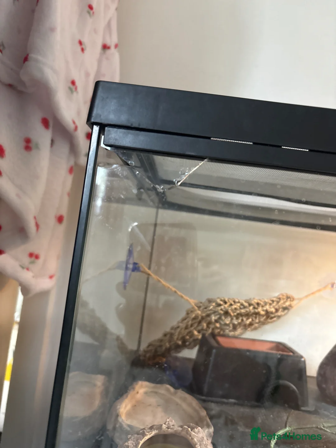 Leopard Gecko reptiles for sale: Leopard gecko  - Advert 2