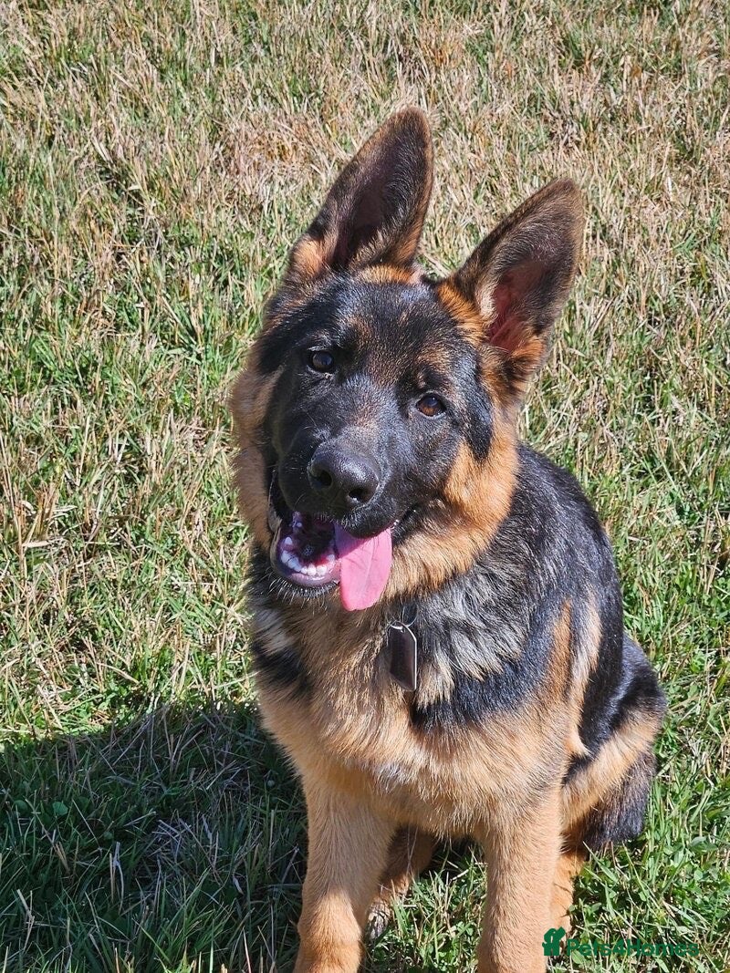 German Shepherd dogs German Shepherd for sale  - Advert 6
