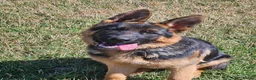 German Shepherd dogs for sale: German Shepherd for sale  in London - Advert 1