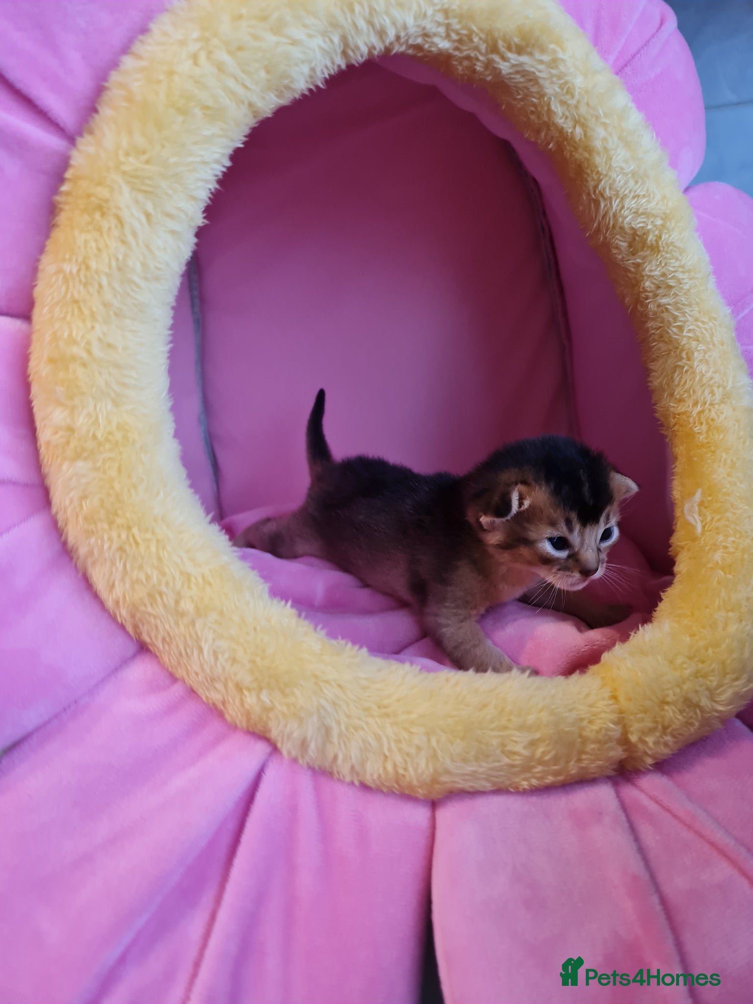 Abyssinian cats 🎖🏆🏅Abyssinian kittens  - Advert 5