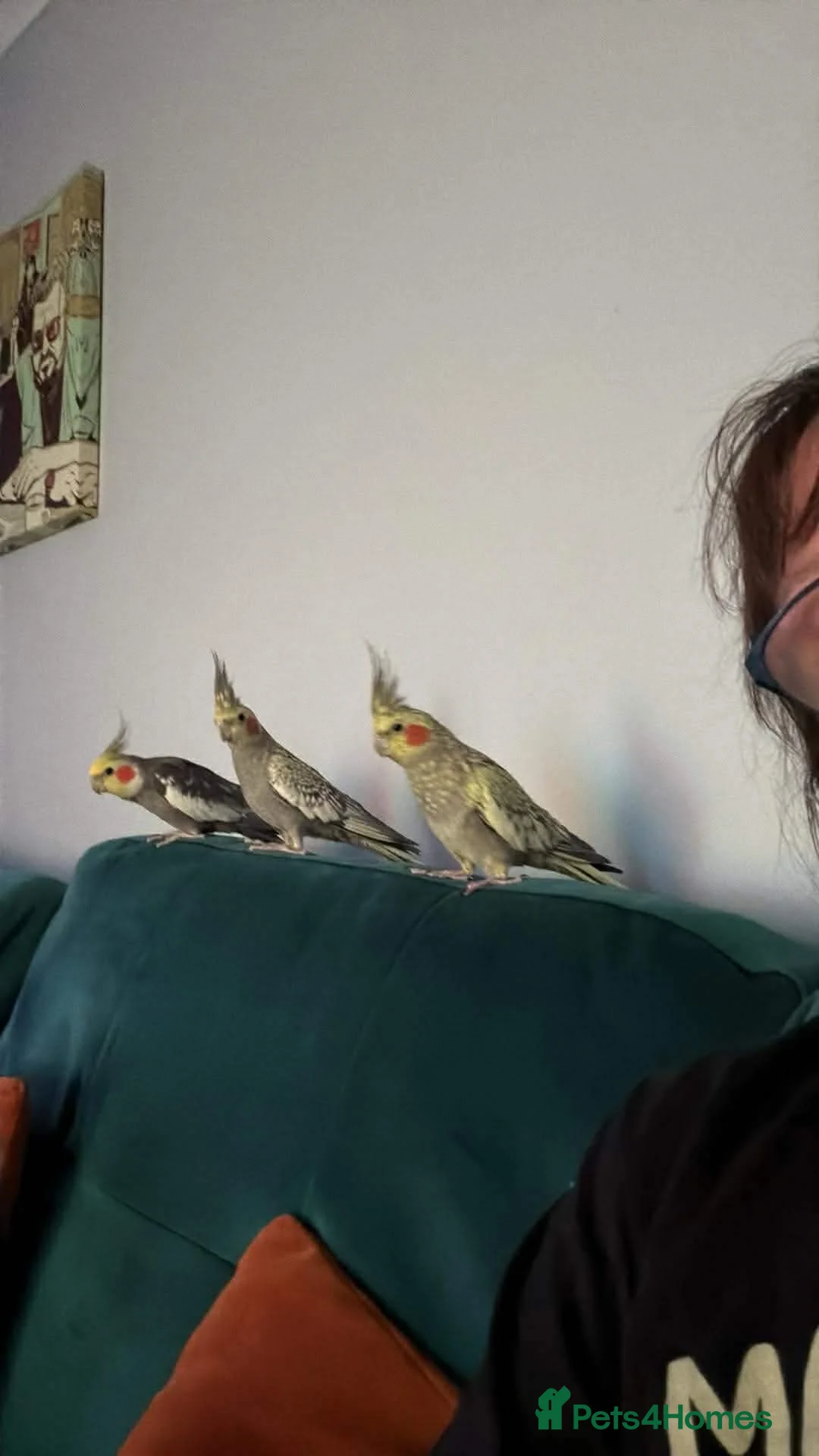 Cockatiels birds for sale: 4 cockatiels in Chesterfield - Advert 1