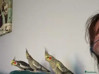 Cockatiels birds 4 cockatiels - Advert 11