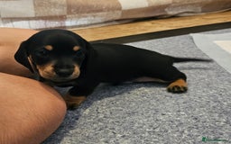 Miniature Dachshund dogs for sale: Daxie medium coat puppies dapples and black & tan  - Image 13