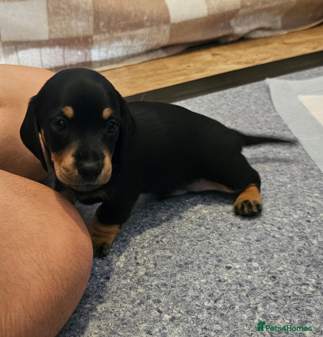 Miniature Dachshund dogs for sale: Daxie medium coat puppies dapples and black & tan  - Image 13