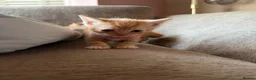 British Shorthair cats for sale: Gorgeous Ginger Kittens - Ready to leave in Mansfield - Advert 21