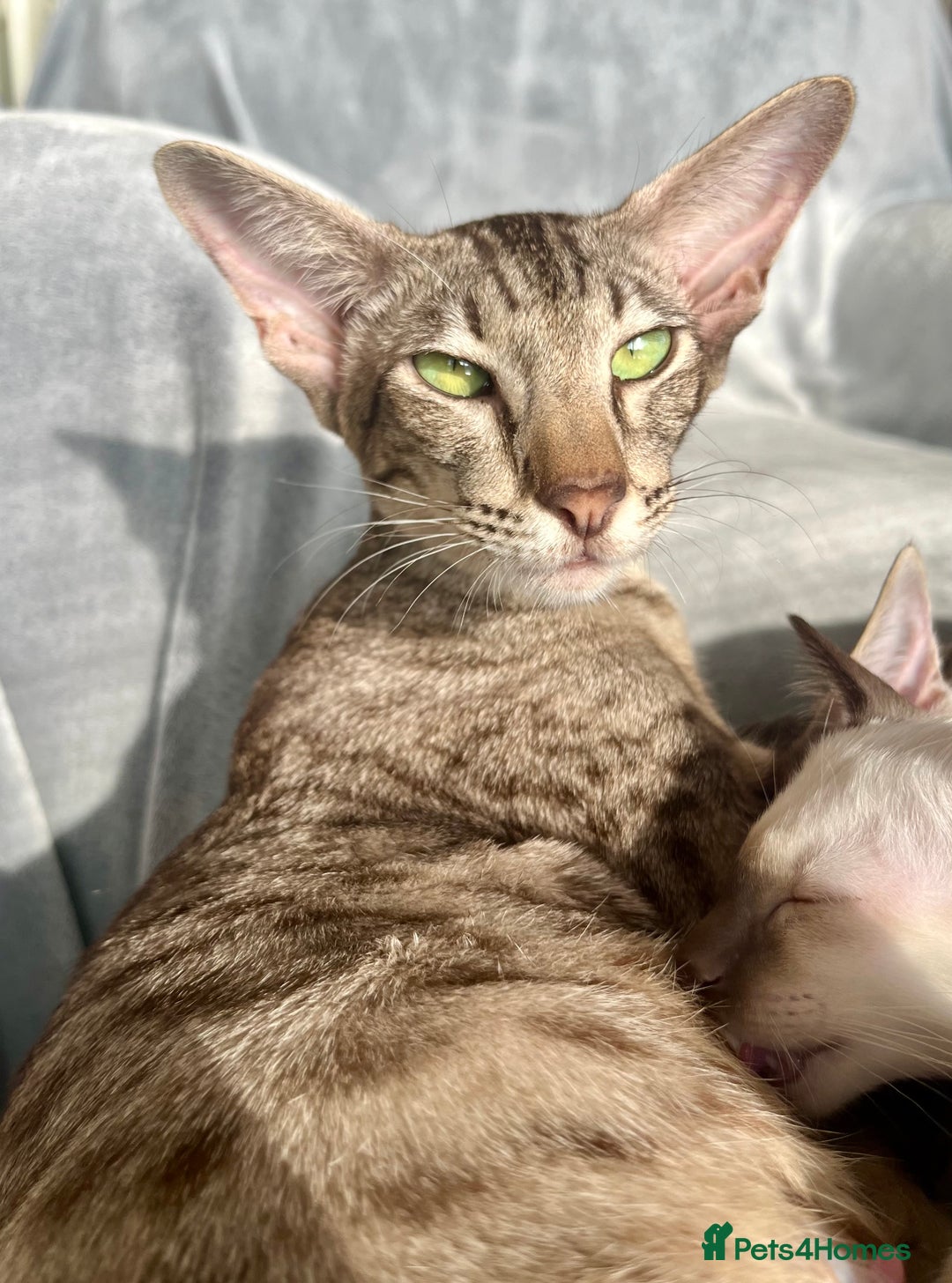 Oriental cats for sale: Outstanding Pedigree Oriental GCCF reg kittens - Advert 15