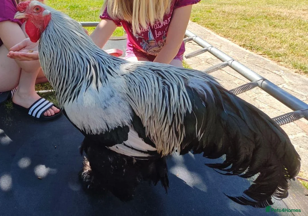Chickens poultry for sale: Black Brahma Cockerel 2.5 year old proven fertile in Enfield - Advert 1