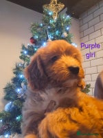 Cockapoo dogs - Advert 5