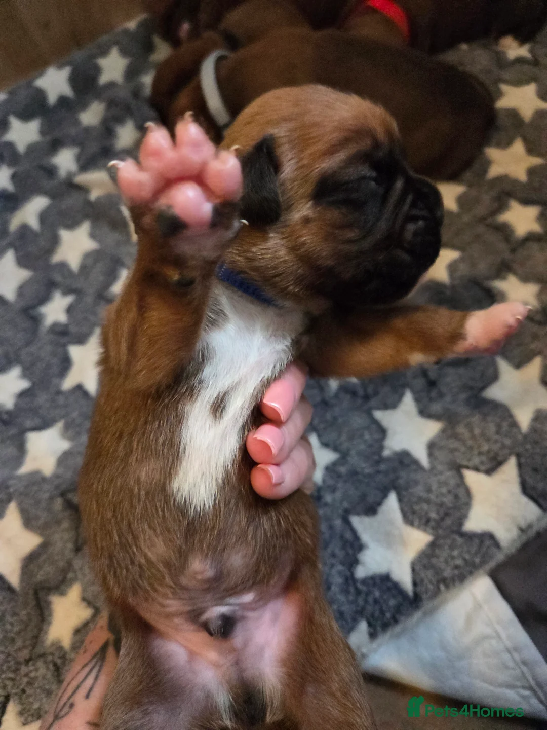Boxer dogs for sale: Beautiful Boxer Pups in Barnstaple - Advert 10