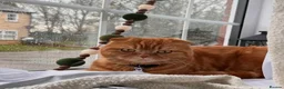 Scottish Fold cats for sale: Sweet & Affectionate Female Kitten 🐾💕 - Advert 3