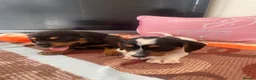 Mixed Breed dogs for sale: Cocker spaniel x Jack Russell in Doncaster - Advert 10