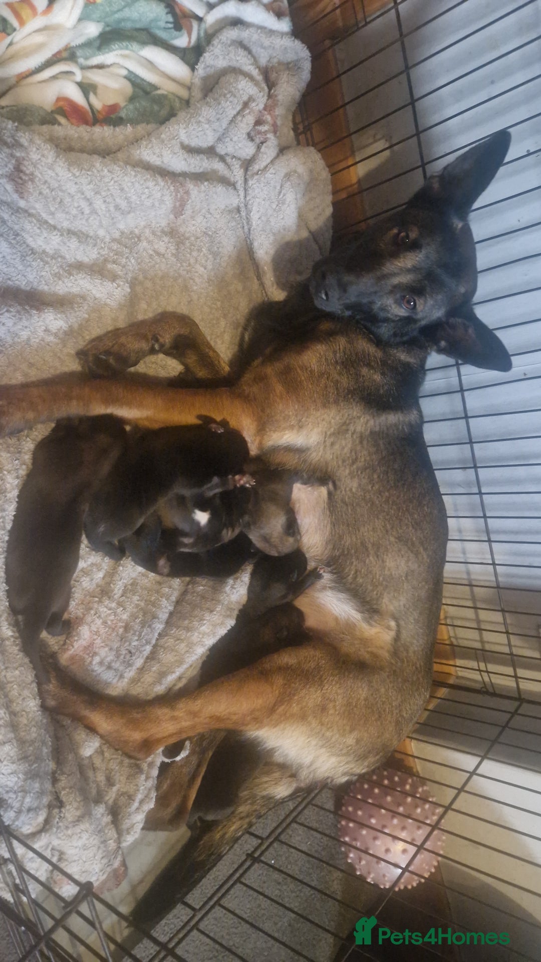 Belgian Shepherd Dog dogs for sale: Belgian malinois  - Advert 7