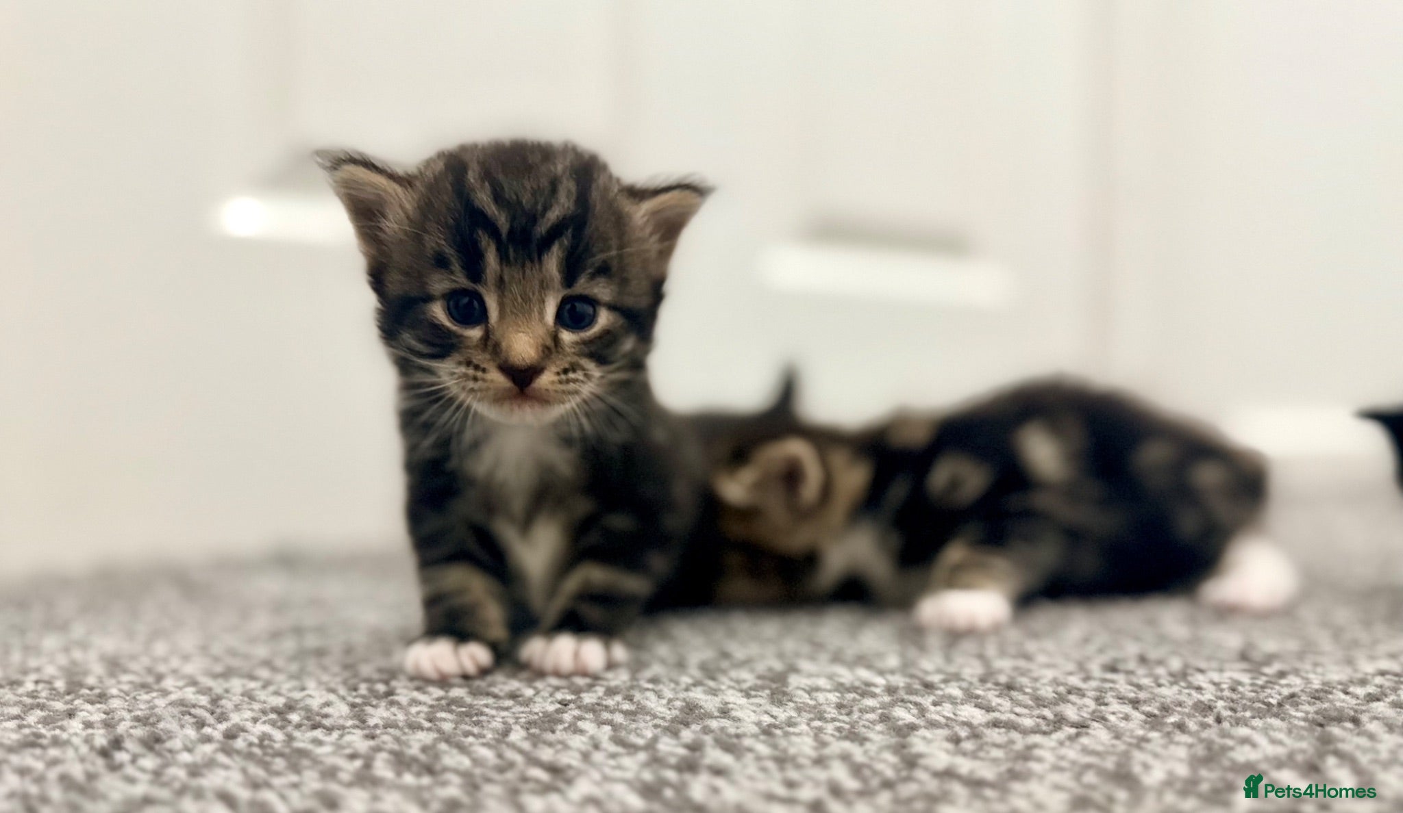 Turkish Angora cats 🐾 Exceptional Turkish Angora x Kittens in Belper - Advert 2