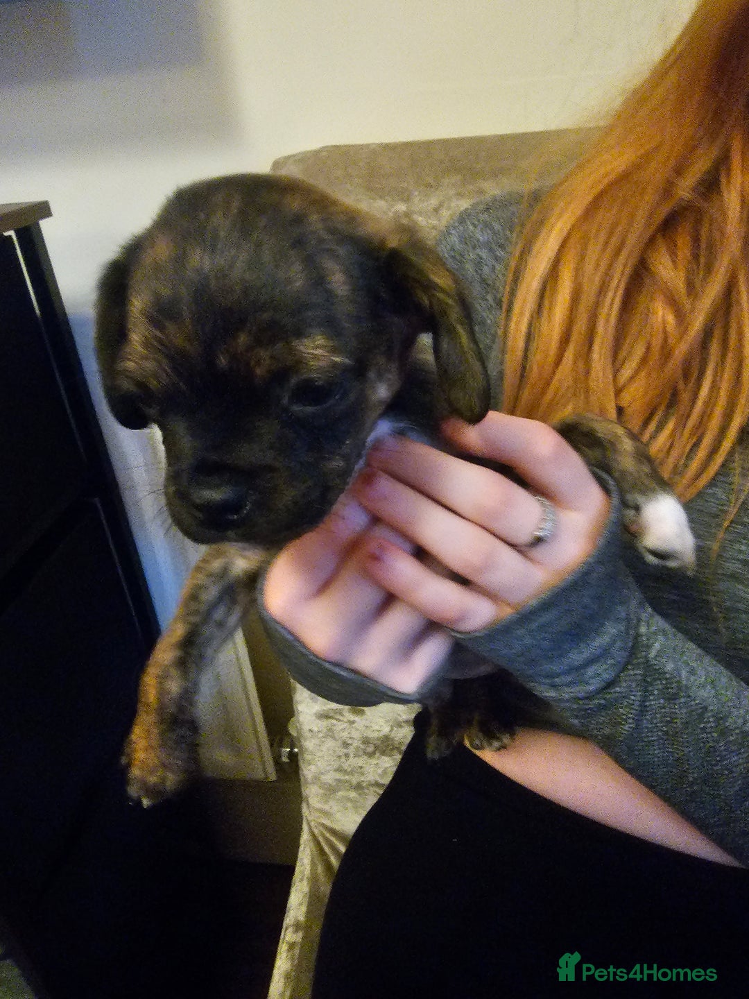 Mixed Breed dogs for sale: Staffy cross puppies  - Advert 21