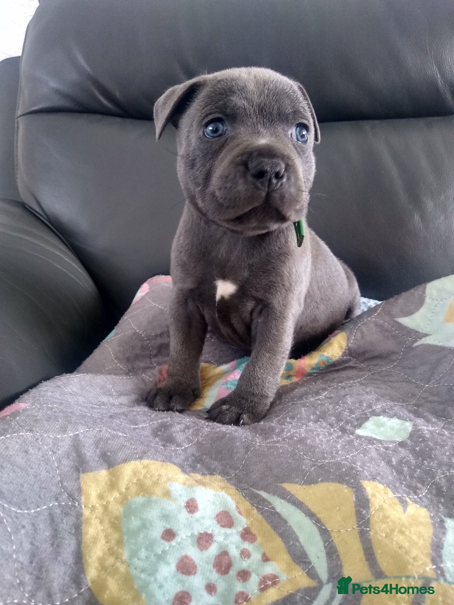 Staffordshire Bull Terrier dogs Blue KC Staffy pups - Advert 16